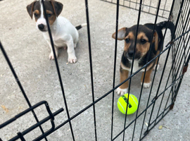 Jack Russell puppies for sale