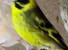 Himalayan greenfinch for sale