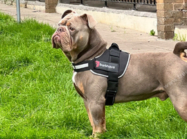 English bulldog