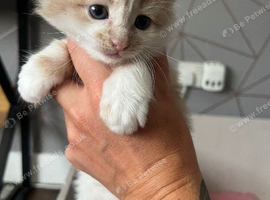 4 Bengal x BSH Ready Now