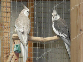 White faced cockatiels for sale