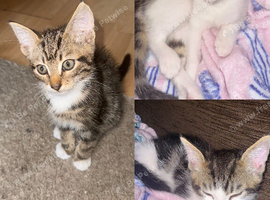 3 gorgeous kittens