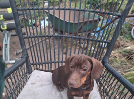 Dachshund puppies last 2 in litter
