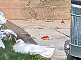 6 Fantail Doves to rehome