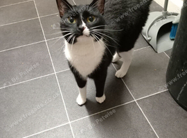 Black and white cat she's 2 and a half