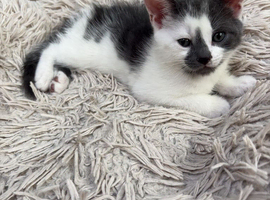 Beautiful Kittens Looking for Loving Homes