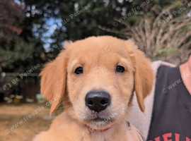 Beautiful KC registered Golden Retriever puppies