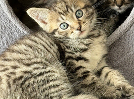Beautiful kittens for sale near Chipping Sodbury Bristol