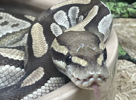 3 year old ball python girl and setup