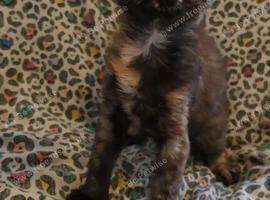 Predigee Mainecoon kittens