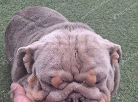 Gorgeous 1 Year Old Bulldog
