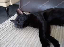 Female cat named lilly