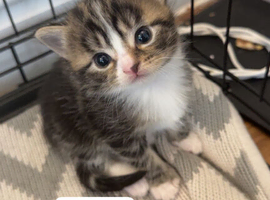 Kittens