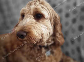 Dog Walking and Small Animal Pet Sitting