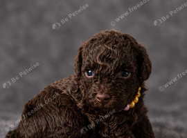 Gorgeous Toy Poodle Puppies &ndash; Loving Forever Homes