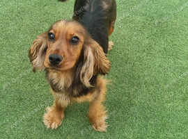 cocker spaniel girl for sale
