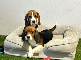 Tri-coloured female beagles
