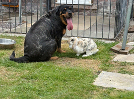 Amazing free range bunny