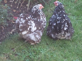 2 motled pekin girls