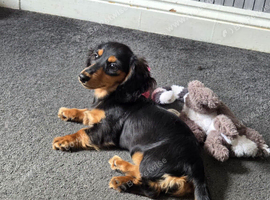 Minature daschund puppies