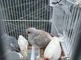 Diamond doves in hull