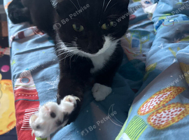 Cat for sale