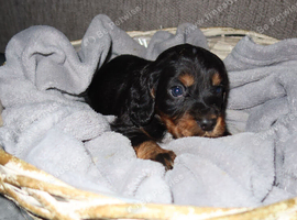 Cocker spaniel puppies