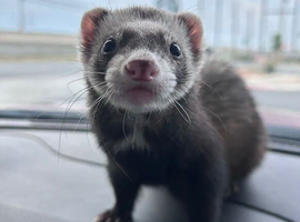 WANTED FERRET