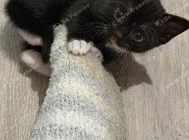 Two beautiful little girls for sale