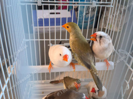 star finches