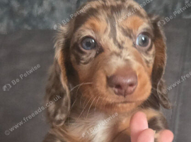 PRA-CORD 1 Clear full female litter