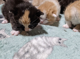 8 Kittens