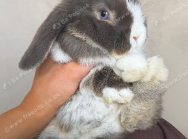 Chocolate lop male