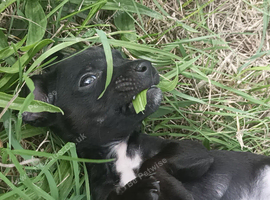 Patterdale puppy