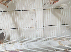 Zebra finches