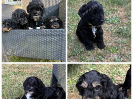 Ready to leave Friday 3 beautiful girl cockapoo puppy left