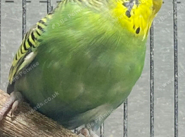 Beautiful Budgie s For Sale