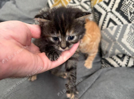 Kitten for sale