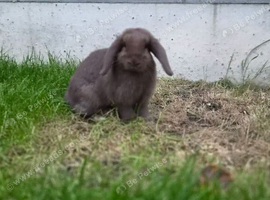 Amazing chocolate bunny girl (doe)
