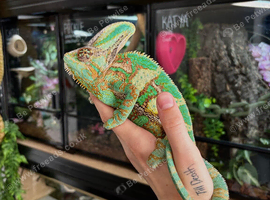 Adult Yemen chameleon