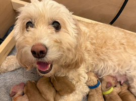 Exceptional F2 Miniature Cockapoo Puppies