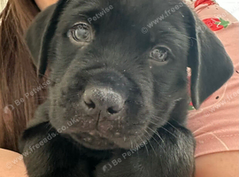 Boy puppy