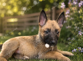 Girl Belgian Malinois