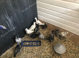 Baby pigeons