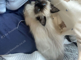 Mittens