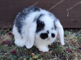 Purebred mini lop doe