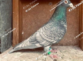RARE RUBELLA RACING PIGEONS