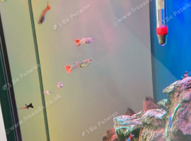 Various fishes. Closing tank