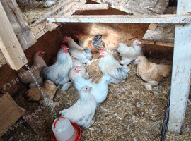 Pekins job lot for sale