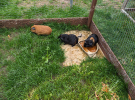 Baby guinea pigs